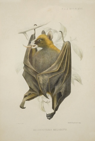 After J. Smith, colour lithograph, study of a bat, ‘Melonycteris Melanops’, 21 x 15cm